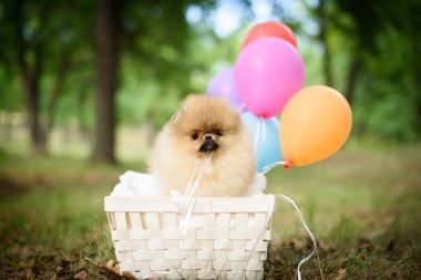 küçük köpek yavrusu spitz balonlu sepet içinde