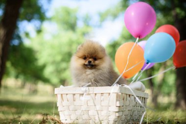 küçük köpek yavrusu spitz balonlu sepet içinde