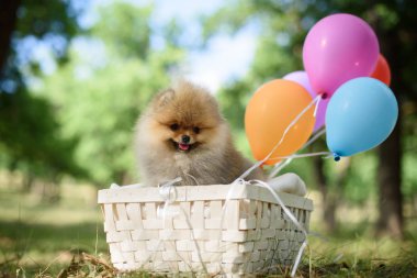 küçük köpek yavrusu spitz balonlu sepet içinde