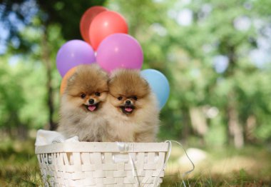 Balonlu sepet içinde mutlu spitz kukla