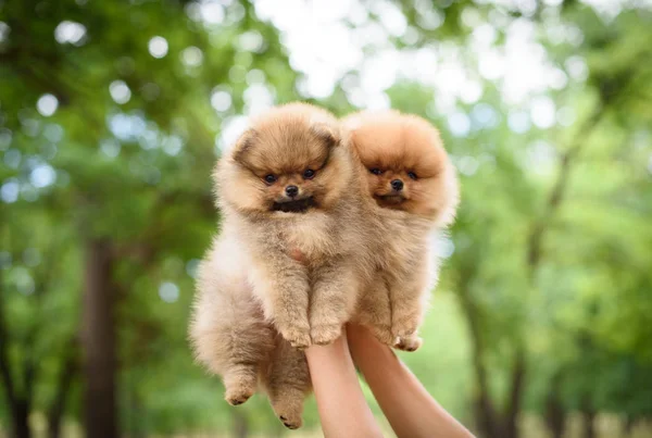küçük şirin tüylü köpek yavrusu