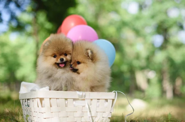 Chiots Spitz Heureux Dans Panier Avec Des Ballons — Photo