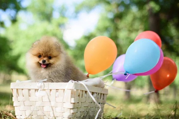 Balonlu sepet içinde mutlu spitz kukla