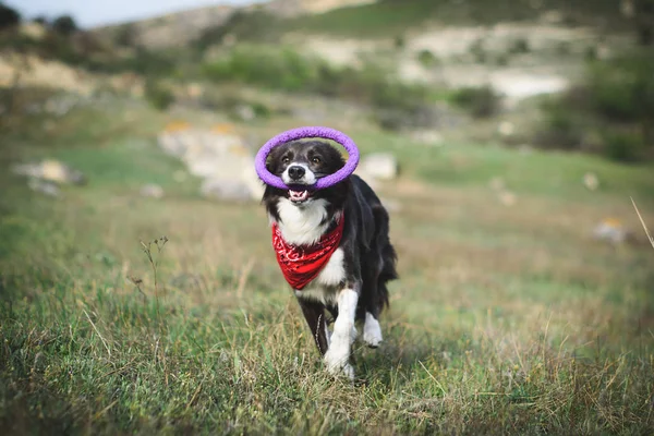 bir oyuncakla çalışan köpek kenar kömür ocağı