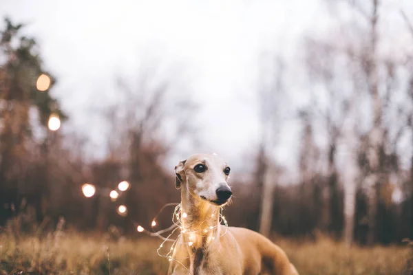 tazı köpeği bokeh el feneri