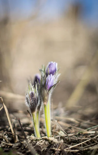 kardelen bahar çiçek rüya otu campanula'lar