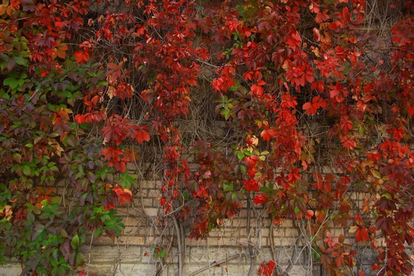 Brick Wall Autumn Red Green Leaves — Stock Photo, Image