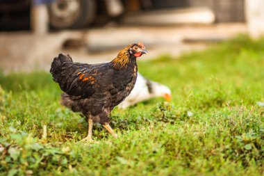 Bahçedeki tavuklar çimlerin üzerinde