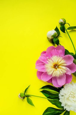 çiçekler arka plan, peonies, peonies üstten görünüm