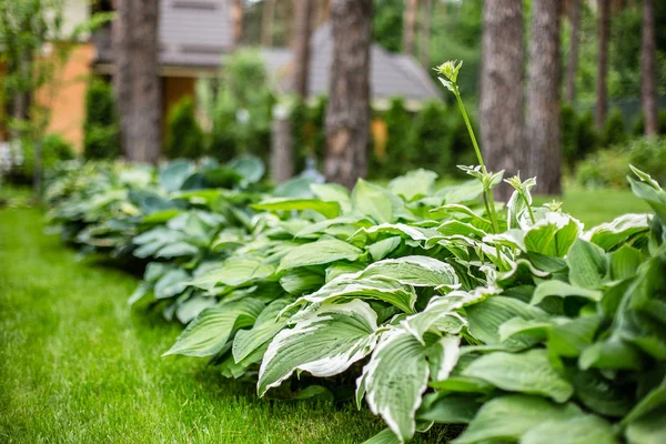 Güzel Hosta arka plan bırakır. Hosta - park ve Bahçe tasarımı çevre düzenlemesi için bir süs bitki. Çizgileri ile büyük yemyeşil yeşil yaprakları. Yaprak damarları.