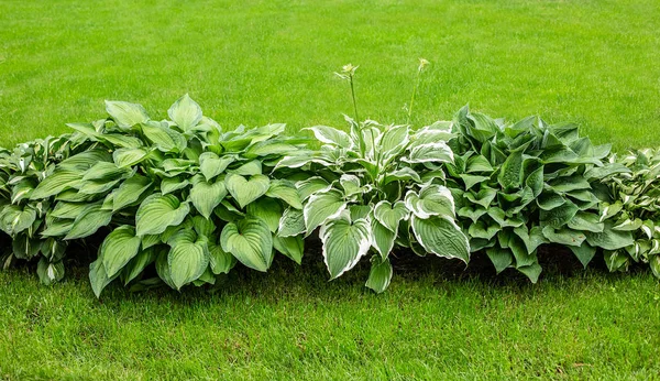 Güzel Hosta arka plan bırakır. Hosta - park ve Bahçe tasarımı çevre düzenlemesi için bir süs bitki. Çizgileri ile büyük yemyeşil yeşil yaprakları. Yaprak damarları.