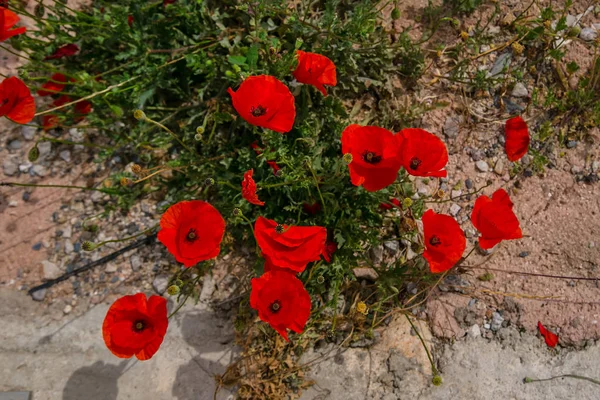 Summer Wildflowers Flowering Poppy Flowers Chamomile — Stock Photo, Image