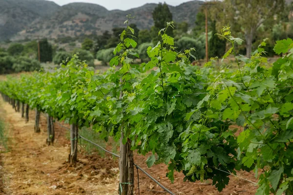 Vid Con Las Uvas Bebé Las Flores Floración Vid Con — Foto de Stock