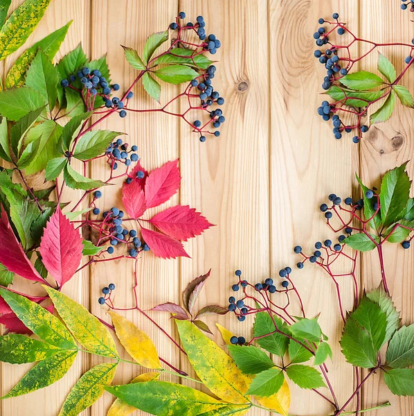 Autumn red wild grapes on the background of a wooden wall.Blue berries, autumn, wild grapes, red leaves of wild grapes.