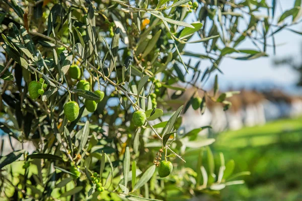 Aceitunas Verdes Árbol Primer Plano Rama Del Árbol — Foto de Stock