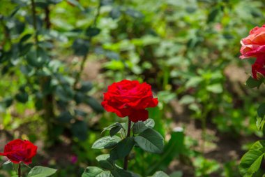 güzel gül bush ile beyaz bulutlar mavi gökyüzü