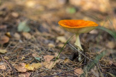 Mantar çim, güneşli bir günde orman.