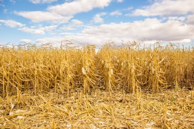 Tarım alanı cornagricultural alanı ile Mısır, hasat. sarı alan.
