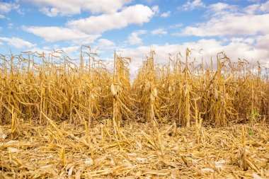 Tarım alanı cornagricultural alanı ile Mısır, hasat. sarı alan.
