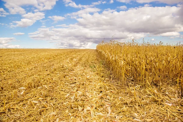 Mezőgazdasági Területen Cornagricultural Mező Kukorica Betakarítása Sárga Mező — Stock Fotó