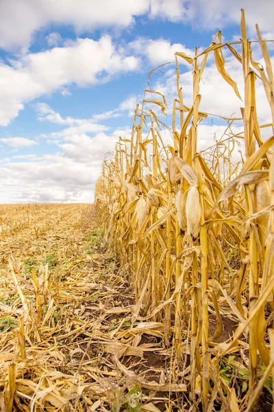 Mezőgazdasági Területen Cornagricultural Mező Kukorica Betakarítása Sárga Mező — Stock Fotó