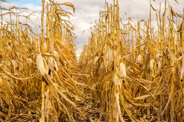 Mezőgazdasági Területen Cornagricultural Mező Kukorica Betakarítása Sárga Mező — Stock Fotó