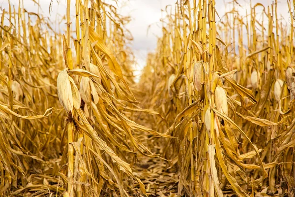 Mezőgazdasági Területen Cornagricultural Mező Kukorica Betakarítása Sárga Mező — Stock Fotó