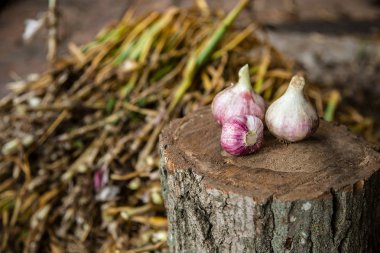 Sarımsak yakın çekim, Başkanı taze hasat kırpma