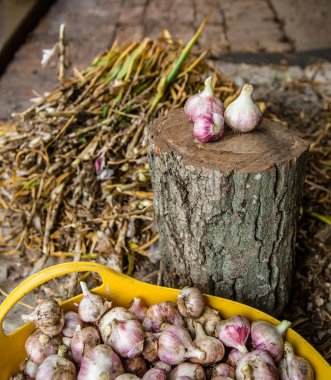 Sarımsak yakın çekim, Başkanı taze hasat kırpma