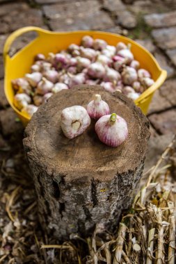 Sarımsak yakın çekim, Başkanı taze hasat kırpma
