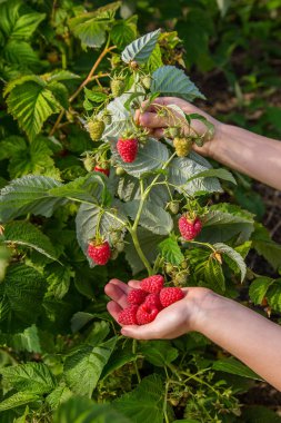 Kız ahududu meyve bahçesinde kasenin içine alır. Yaz.