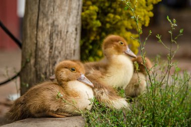 Küçük ördek yavrusu, Evcil hayvan, arka planda yeşil çimen