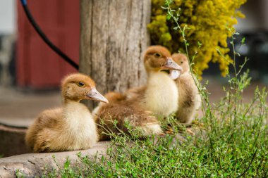 Küçük ördek yavrusu, Evcil hayvan, arka planda yeşil çimen
