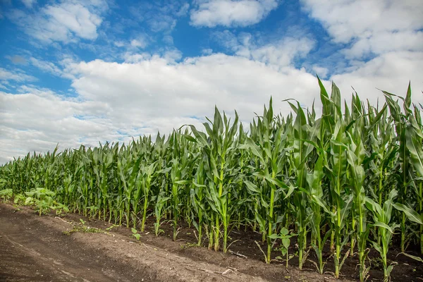 Campo Milho Verde Cores Vibrantes Frescas Limpas — Fotografia de Stock