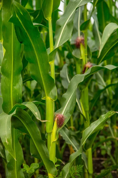 Kukorica Zöld Mező Friss Tiszta Élénk Színek — Stock Fotó