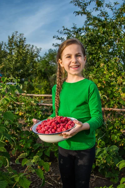 Gadis Memetik Raspberry Kebun Buah Dalam Mangkuk Musim Panas — Stok Foto