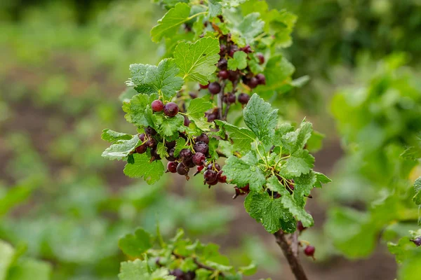 Fresh Czarna Porzeczka Kropli Rosy — Zdjęcie stockowe