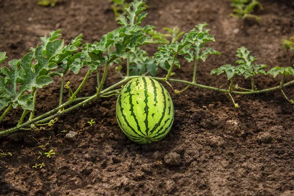 Small Watermelon Grows Garden Sun — Stock Photo, Image