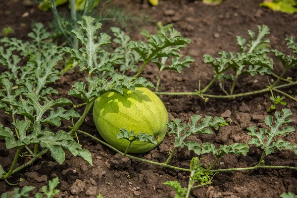 Small Watermelon Grows Garden Sun — Stock Photo, Image