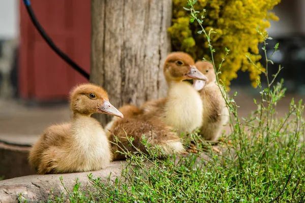 Küçük ördek yavrusu, Evcil hayvan, arka planda yeşil çimen
