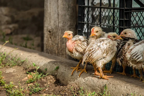 Курица Фермерском Дворе Различные Породы Кур — стоковое фото