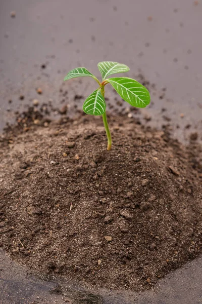 Una Planta Puñado Tierra Sobre Fondo Blanco — Foto de Stock