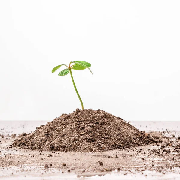 Een Plant Een Handvol Van Aarde Een Witte Achtergrond — Stockfoto