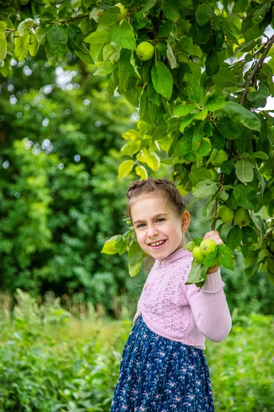 Cute Little Girl Picking Apples Green Grass Background Sunny Day — Stock Photo, Image