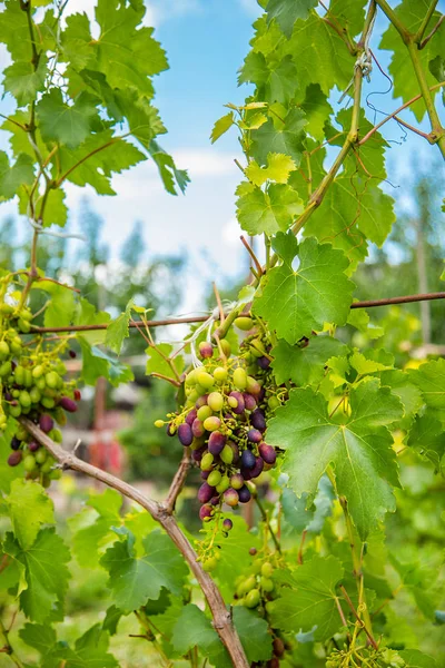 Delicious Juicy Grapes Ripening Garden Grape Berries Powerful Antioxidant Source — Stock Photo, Image