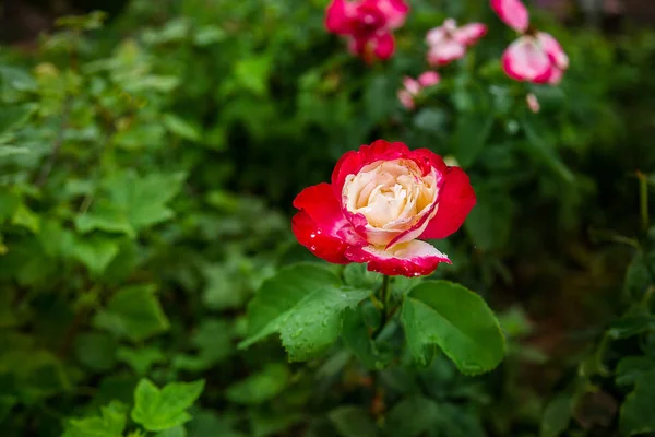 Hermosas Rosas Jardín Cultivando Diferentes Variedades Flores — Foto de Stock