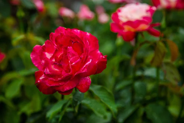 Hermosas Rosas Jardín Cultivando Diferentes Variedades Flores — Foto de Stock