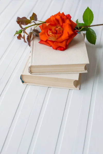 Red rose flower over open book on white wooden background, romantic and love, space for your message.