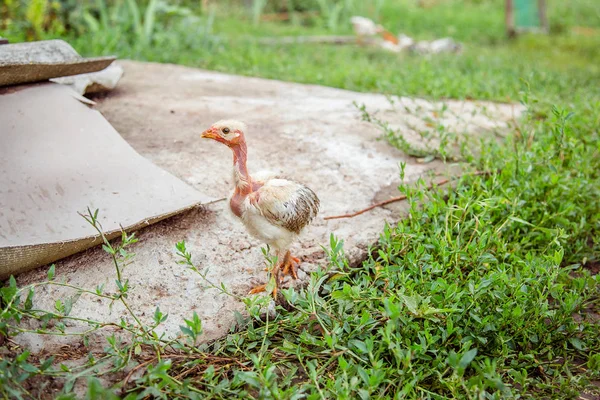 Une Petite Poule Dans Cour Ferme Différentes Races Poulets — Photo