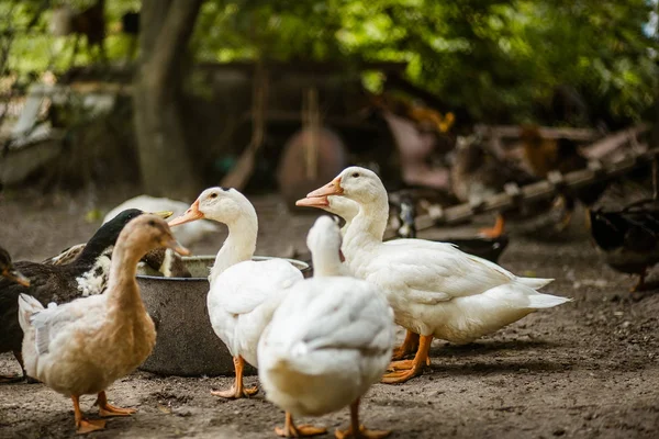 Enten Auf Dem Hof Geflügel Hühner Enten Puten — Stockfoto